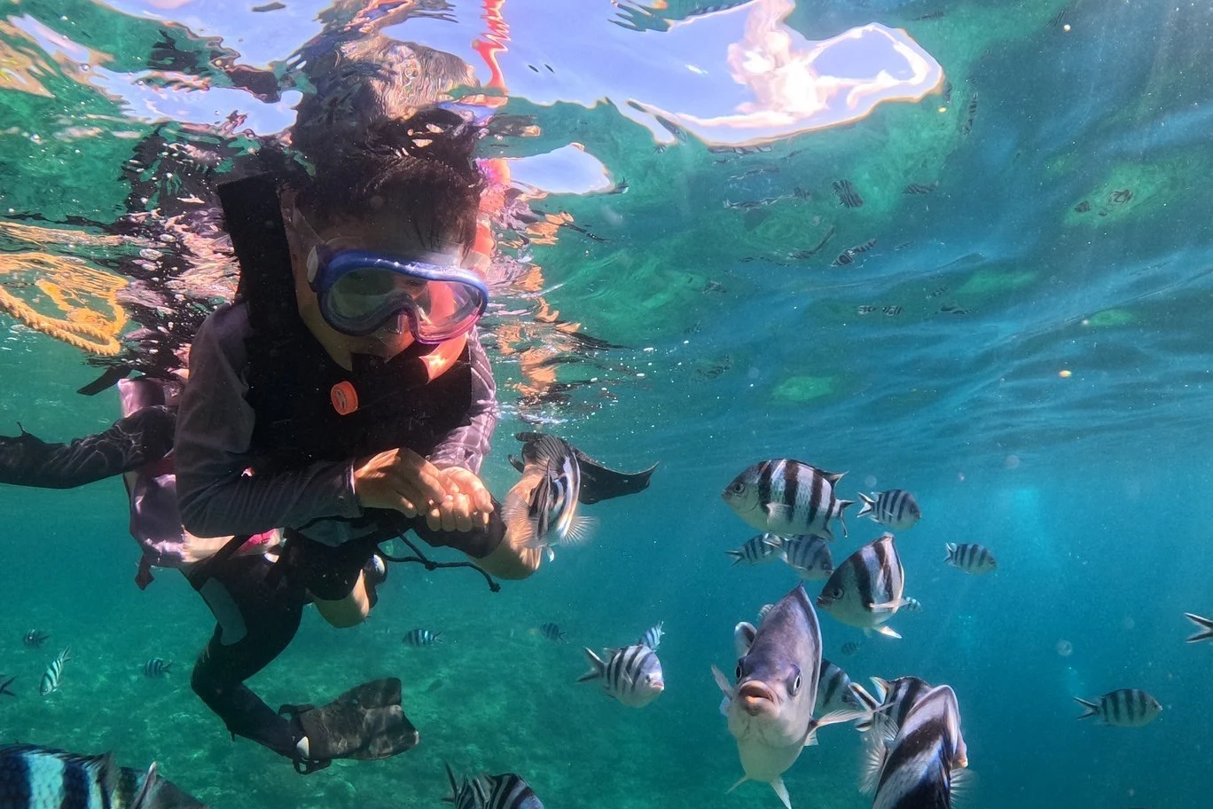 魚の群れのそばでシュノーケルをする人