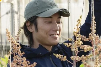 マンゴーの花が咲く時期のハウスで